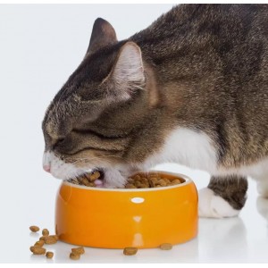 益生菌猫粮全价幼猫成猫主粮